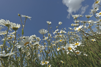 Oxeye daisies by Chris Gomersall/2020VISION