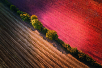 A green hedgerow wends its way between two closely cropped farm fields, one burnt orange and one a rusty red