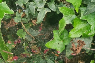 Spider web over some ivy leaves