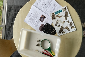 owl pellet dissection set up on table