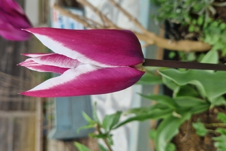 Tulip at the community garden