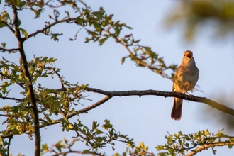 A nightingale, highlighted by golden hues of a sunrise, with it's beak wide open, singing