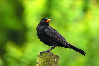 Male blackbird perched on a fence post against a blurred green background