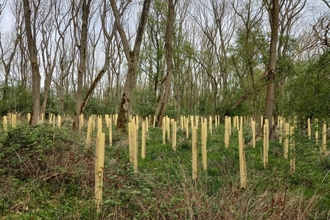 Wistow tree planting