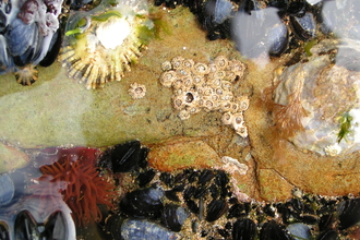 Rock pool with barnacles, anemones, rocks and shells