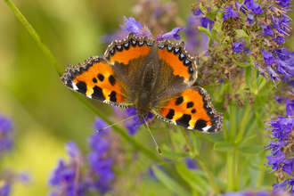 Small tortoisehell butterfly