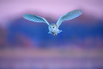 A barn owl, wings spread wide, flies towards the camera against a blurred backdrop of blue and pink hues