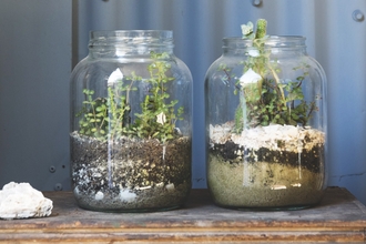 Glass jars containing plants and soil