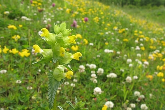 Hay meadow - Lee Schofield