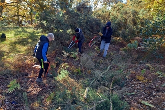 Young people clearing gorse at Coopers Hill