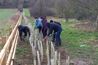 Young people planting a hedge