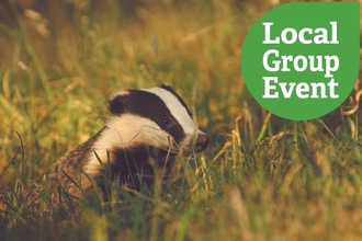 A badger in long grass, at a golden sunset hour