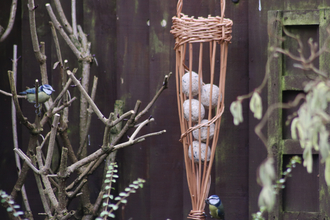 willow bird feeder with blue tits