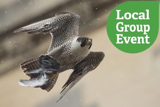 Peregrine falcon in flight carrying the evidence of a successful hunt