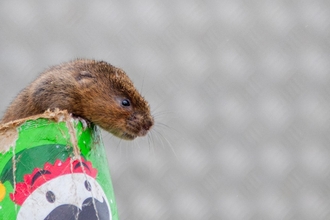 a Water vole poking out from the top of a crisp tube.