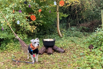 Schnauzer dog in hallowe'en outfit with a broom and cauldron in shrubs behind with hallowe'en decorations hanging in the trees