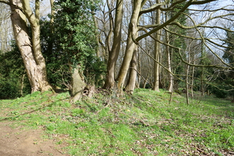 Ancient woodland