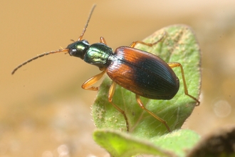 beetle