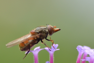 Hoverfly