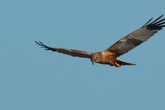 Marsh Harrier - Adam Jones