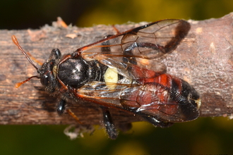 sawfly