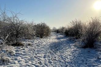 Trumpington Snow