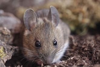 wood mouse