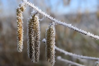 Hazel catkins in frost by Rebecca Neal