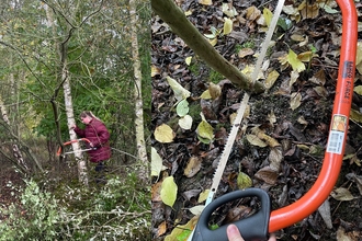 Bosaw and someone cutting a tree