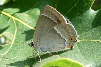 Female purple hairstreak highlighted by sunlight, perched on a green leaf