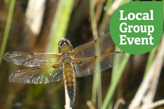 Four spotted chaser resting on a blade of grass over water. Local Group Event icon overlaid.