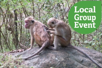 Two primates sat grooming on a rock. Local Group Event icon overlaid.