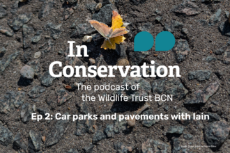 A brown argus on tarmac next to the words 'In Conservation, The podcast of the Wildlife Trust BCN, Ep 2: Car parks and pavements with Iain