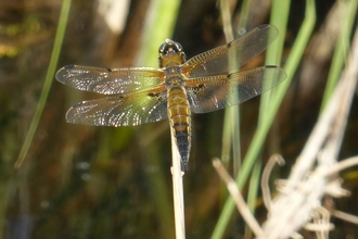 Four spotted chaser