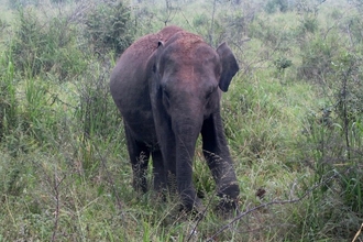 Sri Lanka