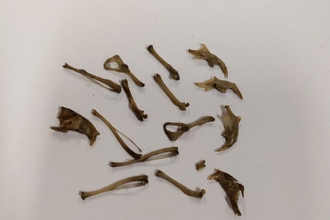 Bones from an owl pellet by Rebecca Neal