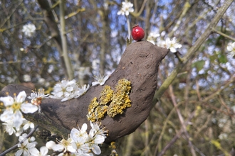 Clay bird in blackthorn blossom by Rebecca Neal