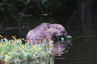 Beaver swimming