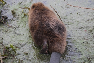 Beaver making its way into the lake, close up