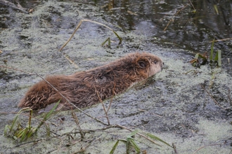 Beaver swimming in delta pit, close up 