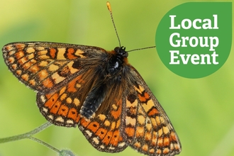 Marsh fritillary close up