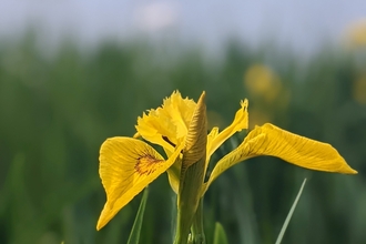 flag iris on Cambourne Nature Reserve by Rebecca Neal