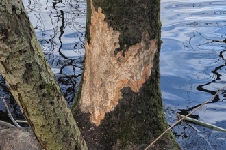 Beaver nibbled tree trunk