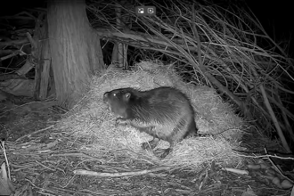 A beaver captured by a trailcam as it sits atop some straw at night