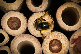 leafcutter bee entering solitary bee tube