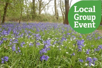 Brampton Wood Bluebells