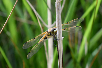 Dragonfly