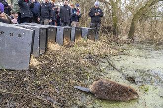 A beaver makes its way into the water in front of the release cages and excited people who watch on