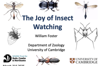 The Joy of Insect Watching