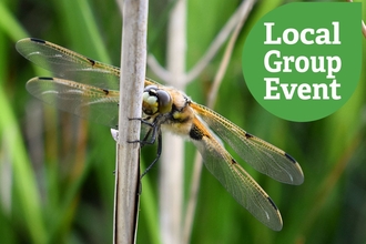 Dragonfly close up, with local group event icon overlaid